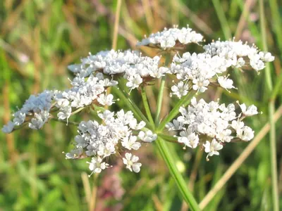 Narrow-leaved water-dropwort