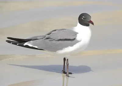 Laughing Gull