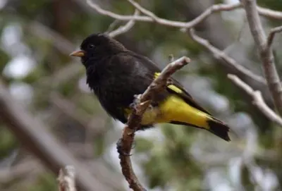 Black Siskin