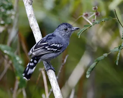 Sooretama Slaty-antshrike