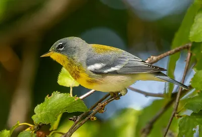 Northern Parula