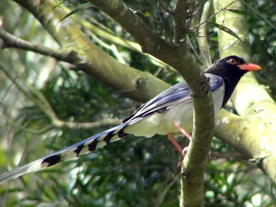 Blue Magpie