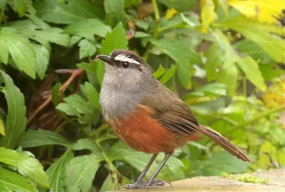 Kerala Laughingthrush