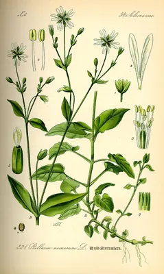 Wood stitchwort