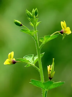Arivela viscosa