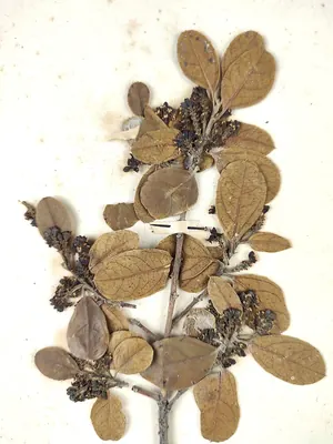 Mediterranean Buckthorn