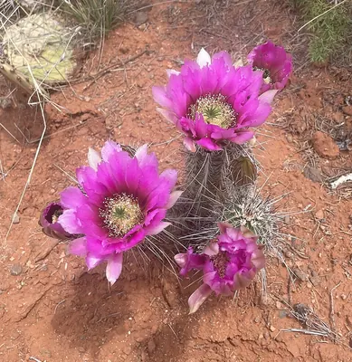 Pinkflower Hedgehog Cactus