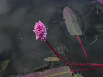Water Smartweed