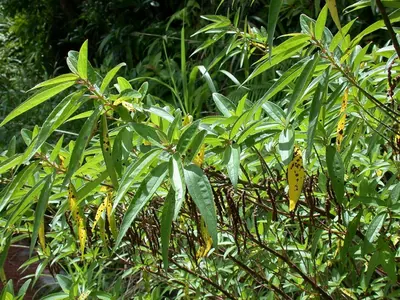 Boehmeria densiflora