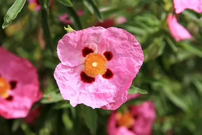 Hoary rock-rose