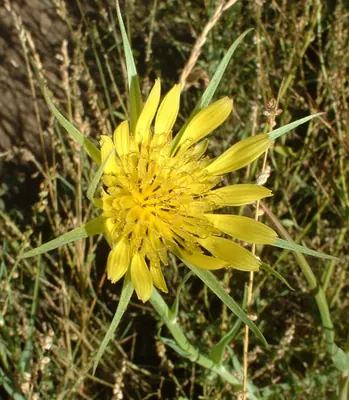 Western salsify