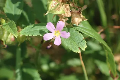 Pyramidflower