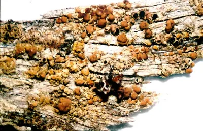 Rim lichen