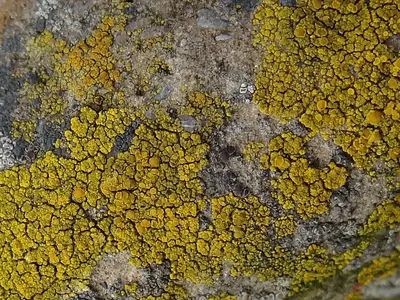 Eggyolk lichen