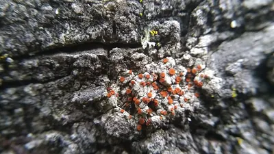 Blastenia ferruginea