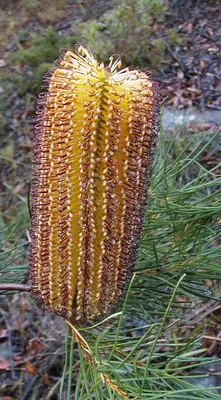 Hairpin banksia