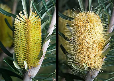 Silver banksia