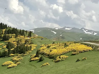 Rhododendron luteum