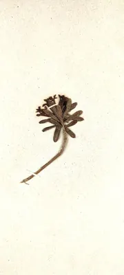 Rose Daphne