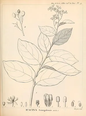 Icacina oliviformis