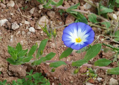 Dwarf morning-glory