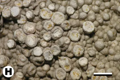 Varicellaria velata