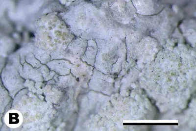 Varicellaria hemisphaerica