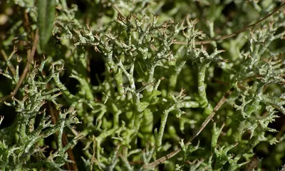 Cladonia rangiformis