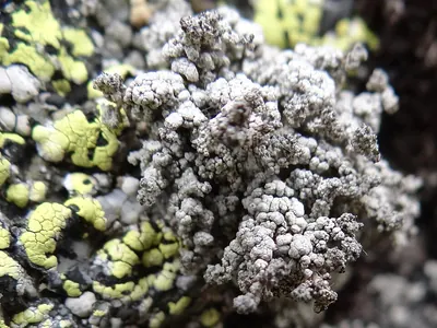 Vesuvius snow lichen