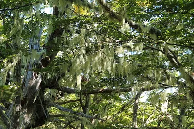 Usnea barbata