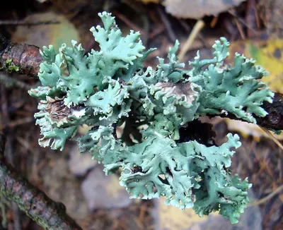 Tube lichen