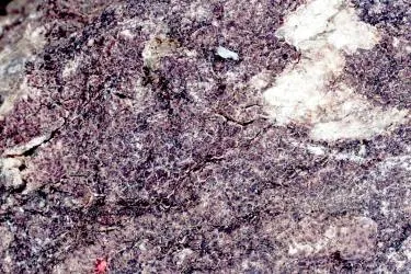 Cracked lichen