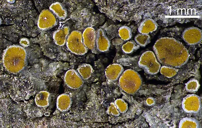 Gray-rimmed firedot lichen