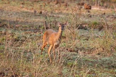 Grey brocket