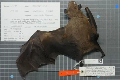 Angolan Fruit Bat