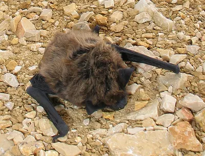 Savi's Pipistrelle