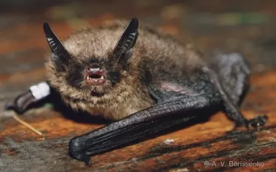 Brandt's Bat
