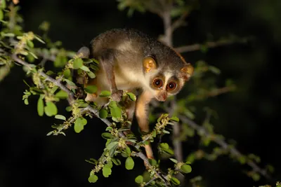 Gray Slender Loris