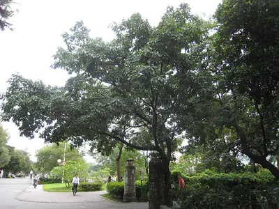 Ficus subpisocarpa