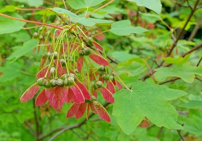 Balkan maple