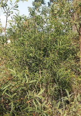 Alectryon oleifolius