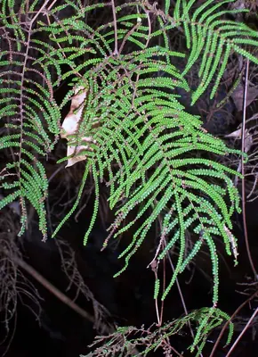 Gleichenia dicarpa