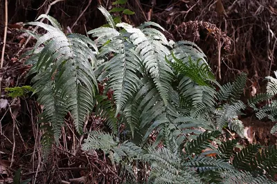 Microlepia marginata