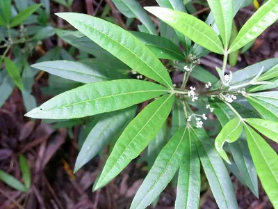 Zieria arborescens
