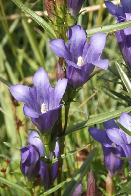 Marsh gentian