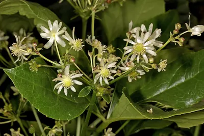 Blisterleaf