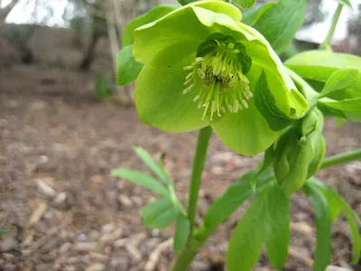 Helleborus odorus