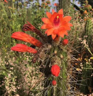 Borzicactus sepium