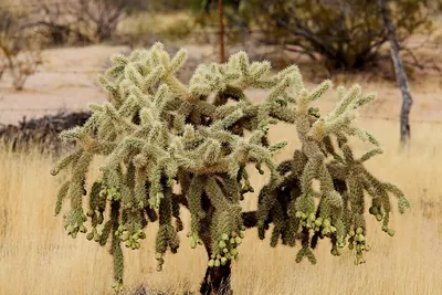 Jumping Cholla