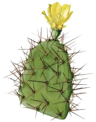 Opuntia sulphurea